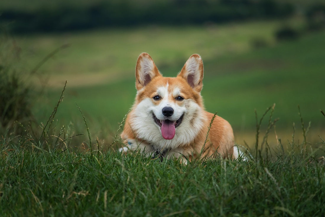 Por qué mi perro no come: perro tumbado y decaido sin apetito