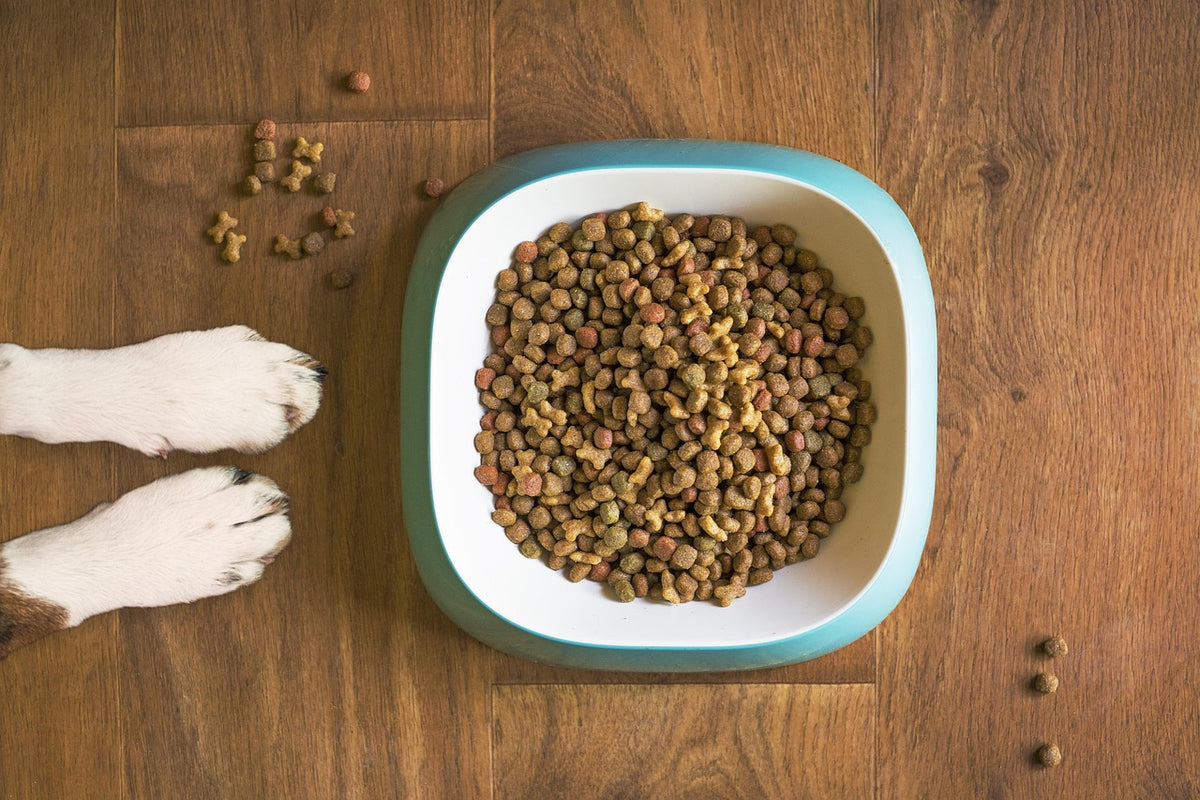 Perro comiendo de su cuenco: mi perro come muy r&aacute;pido