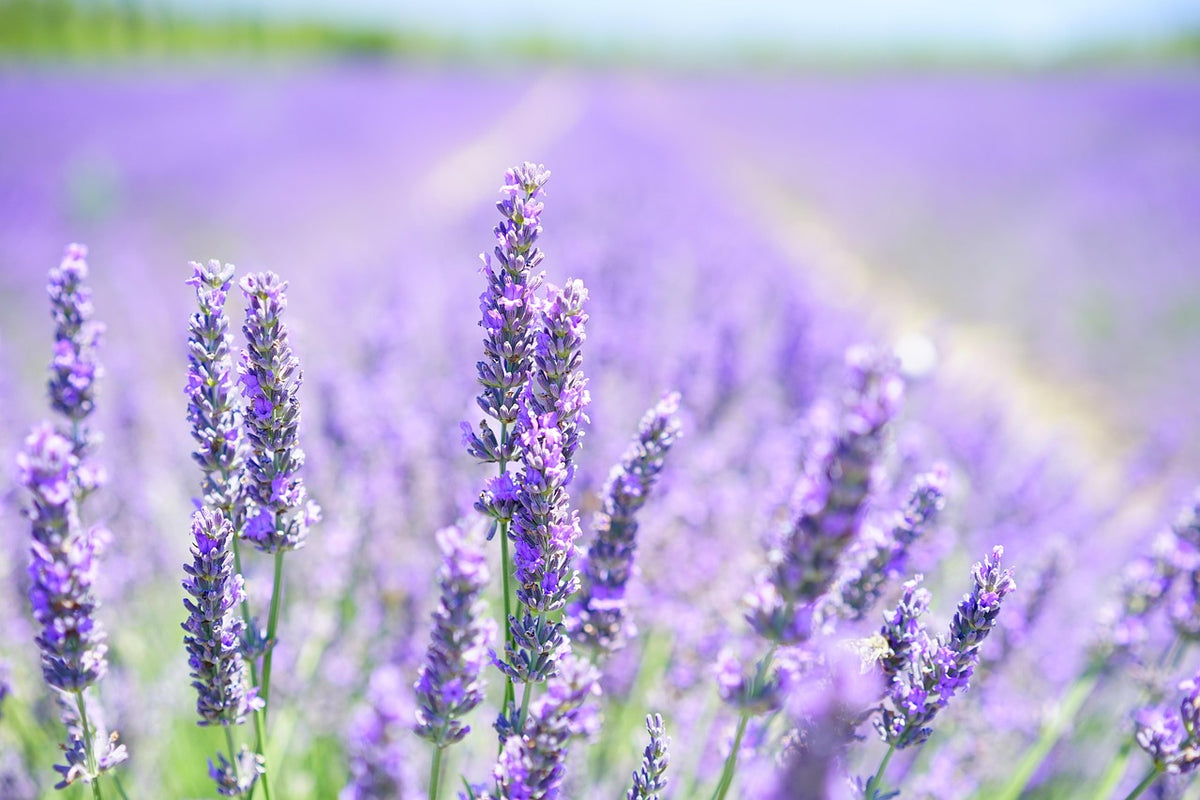 Planta de lavanda para ahuyentar los mosquitos de casa