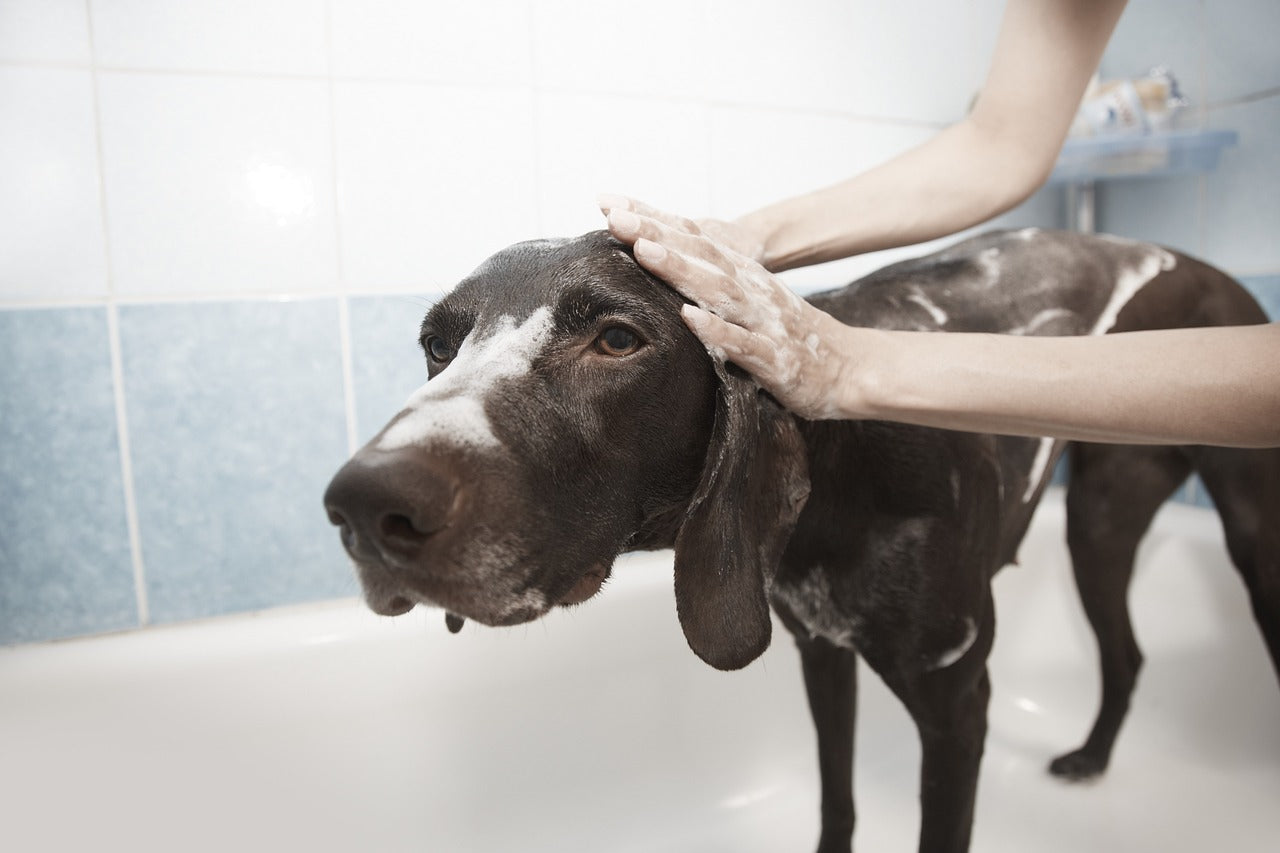 C&oacute;mo ba&ntilde;ar a un perro en la ducha de casa con agua templada
