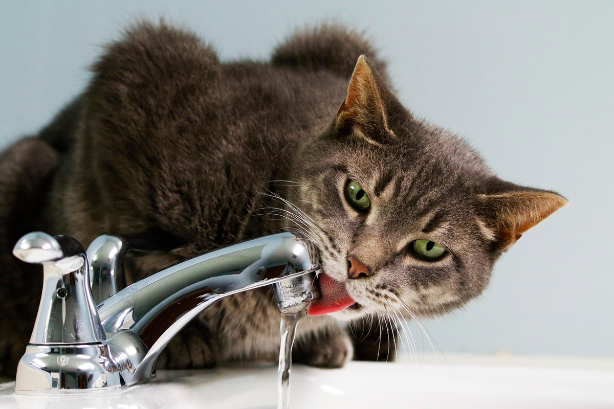Cómo hacer que mi gato beba agua: gato bebiendo del grifo del lavabo