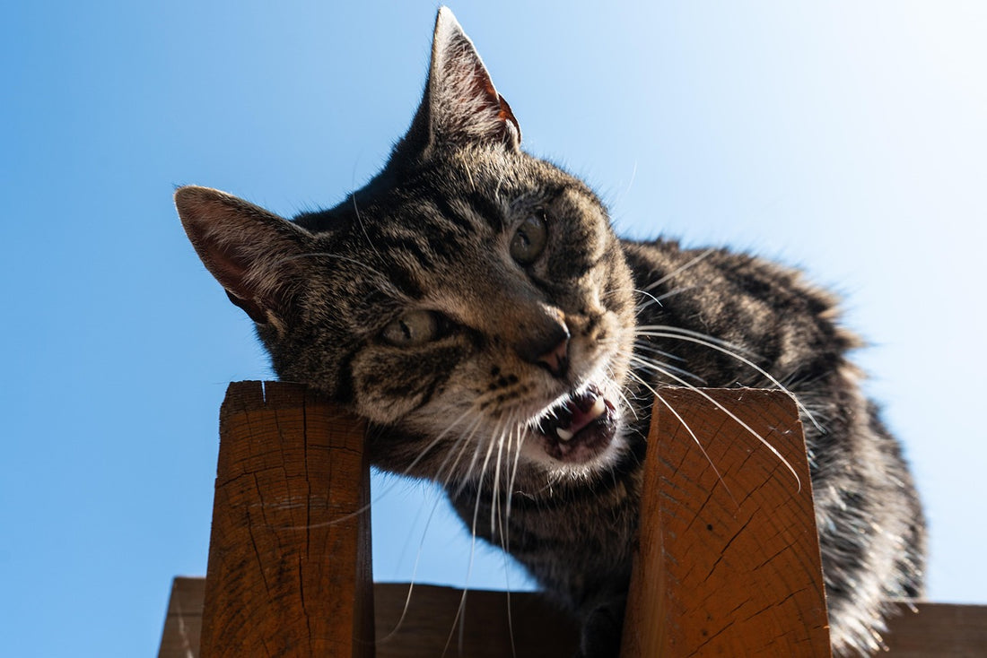 Por qué mi gato maúlla mucho: gato atigrado maullando