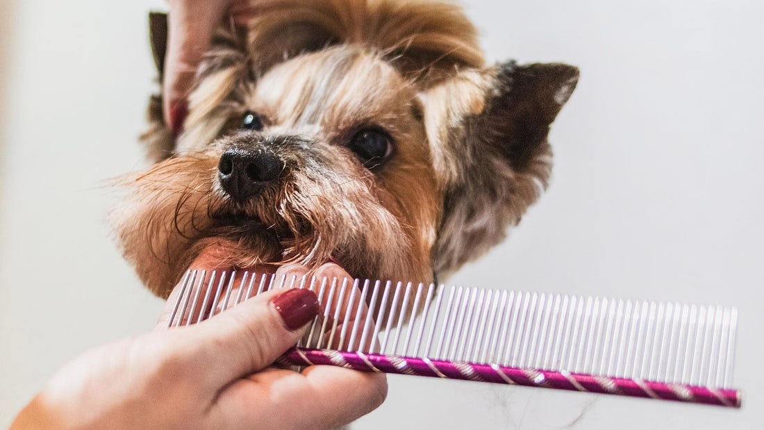 Cepillado de un perro para reducir la caída del pelo en otoño