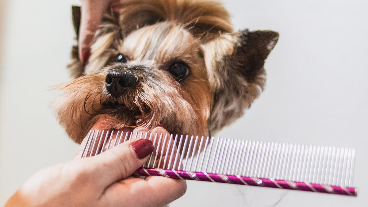 Cepillado de un perro para reducir la caída del pelo en otoño