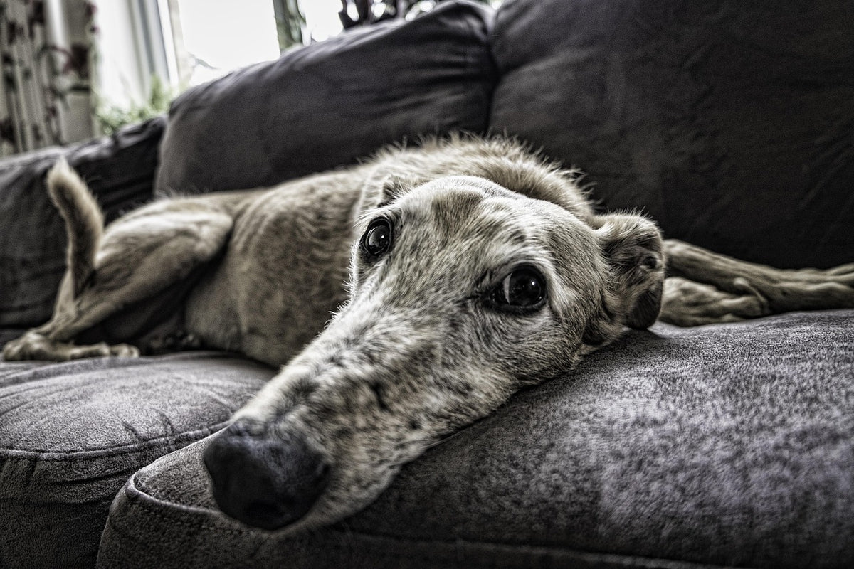 Perro descansando en el sofá del salón, contexto de cómo quitar el olor a perro de casa