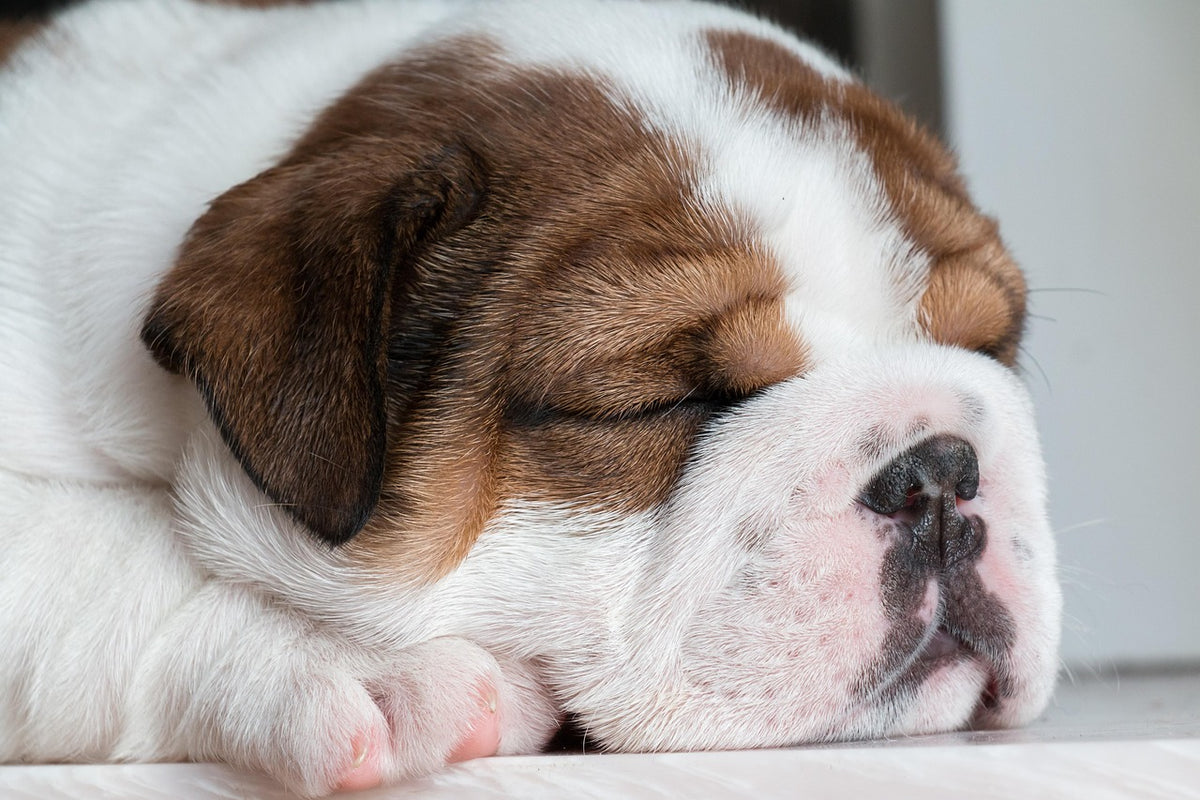Señales de estrés en perros: perro tumbado con gesto de tensión