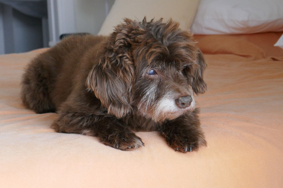 C&oacute;mo quitar el pelo de perro de la cama con el perro tumbado sobre el edred&oacute;n