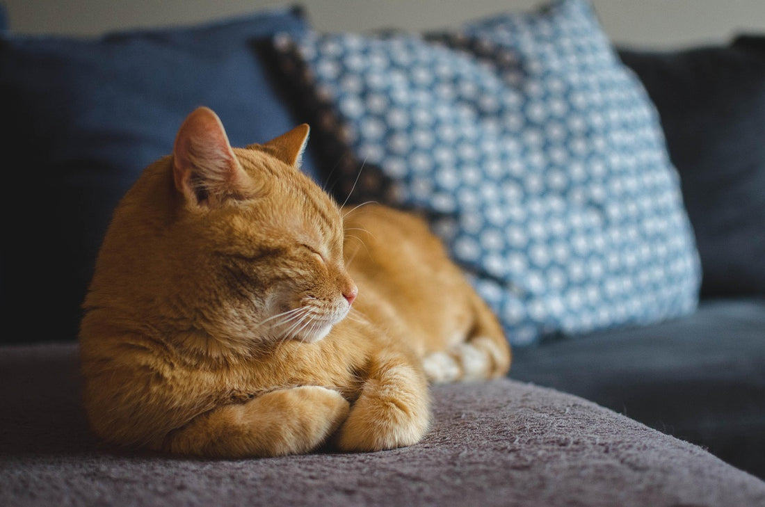 Cómo cortar las uñas a un gato: gato tranquilo y bien cuidado tumbado