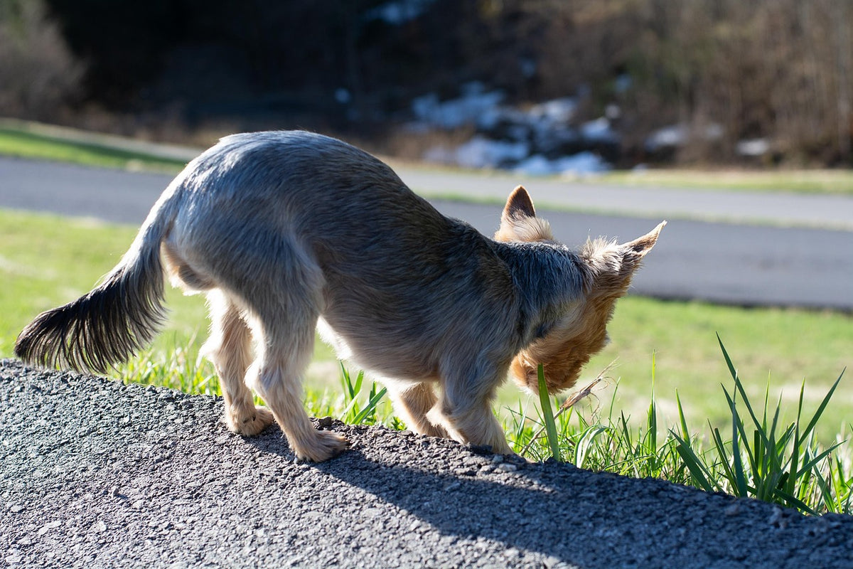 Perro comiendo hierba en el jard&iacute;n