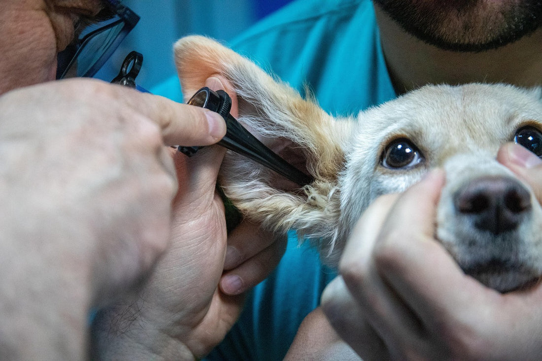 Veterinario revisando la oreja de un perro, destinatario ideal de regalos para veterinarios