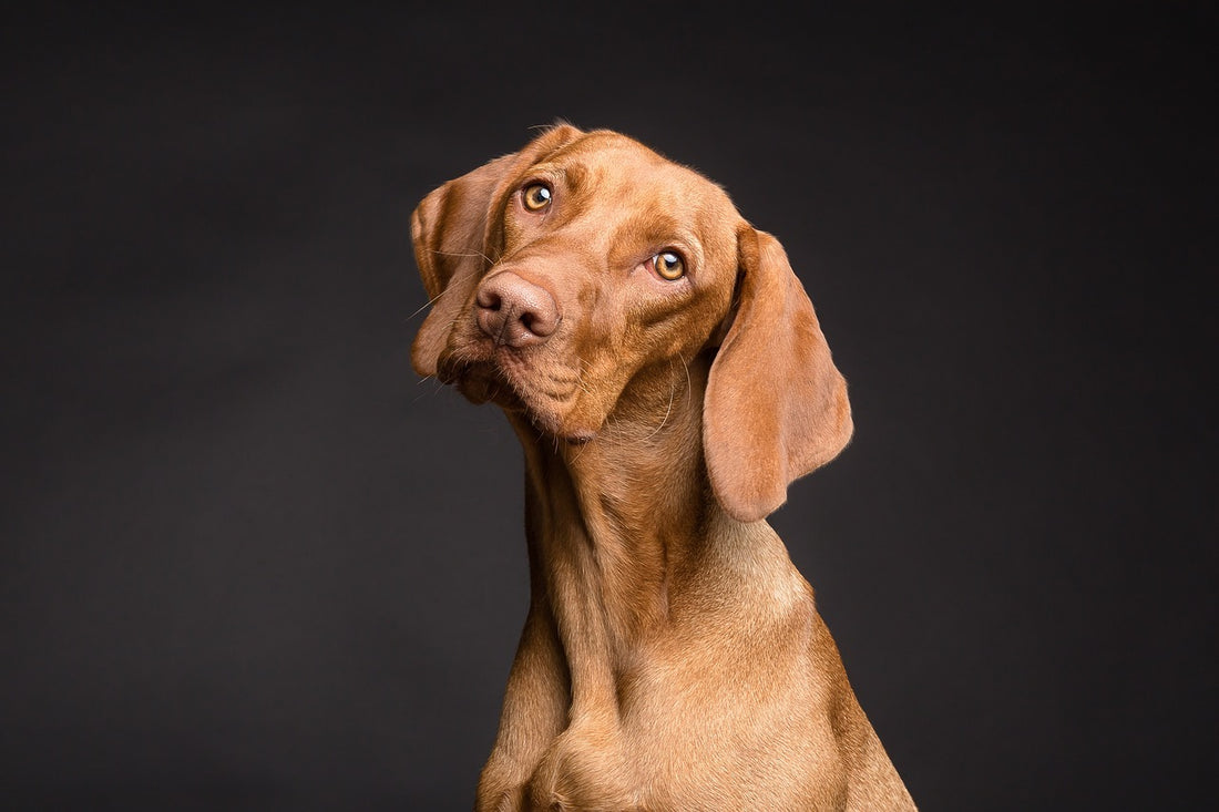 Cómo limpiar los oídos a un perro con las orejas sanas