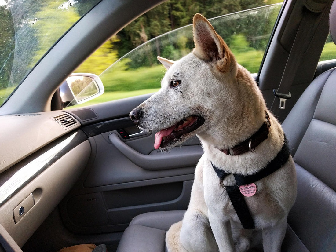 Viajar con perro en coche: perro disfrutando del trayecto seguro en el asiento