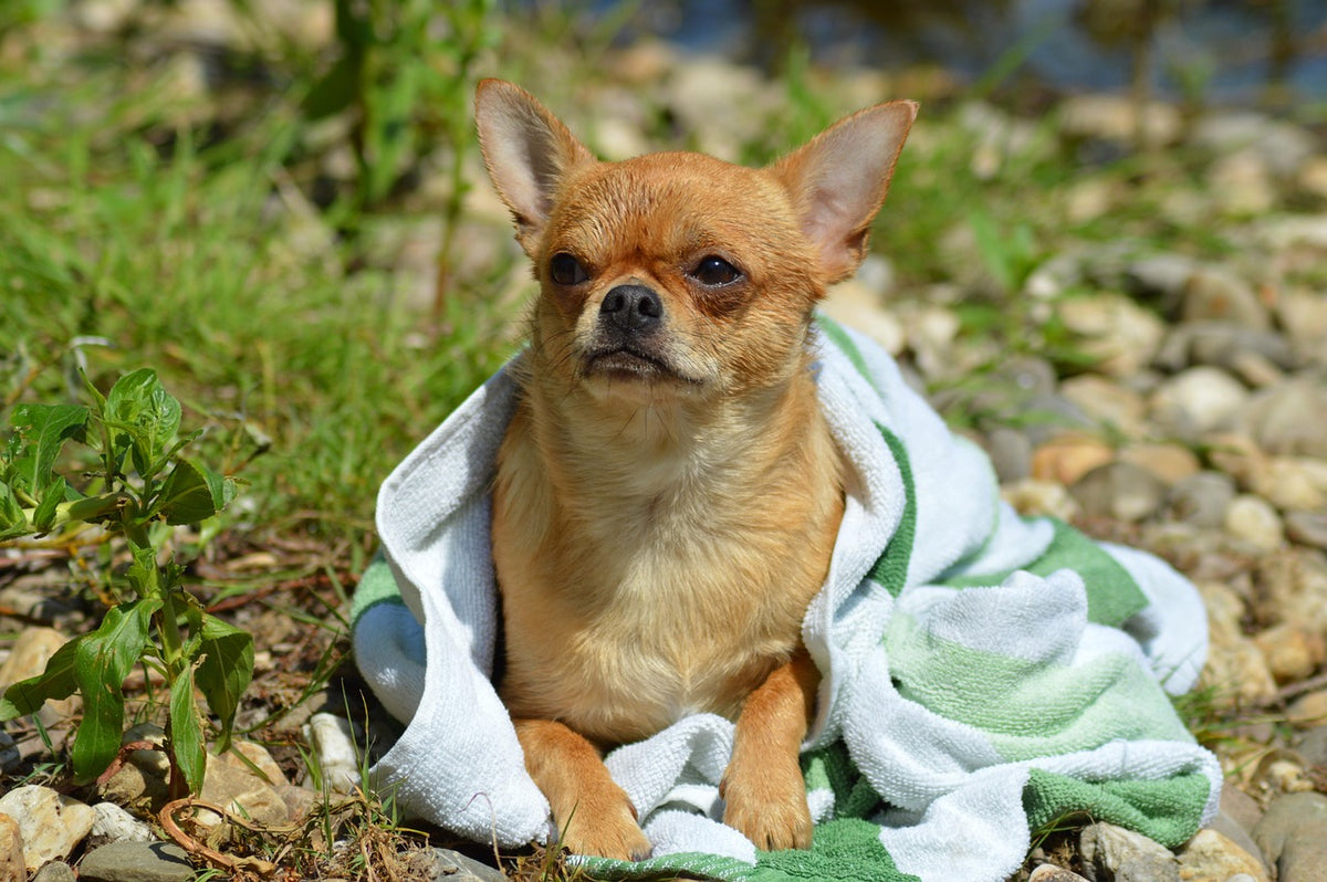 Perro secándose con una toalla para evitar el olor a perro mojado en casa