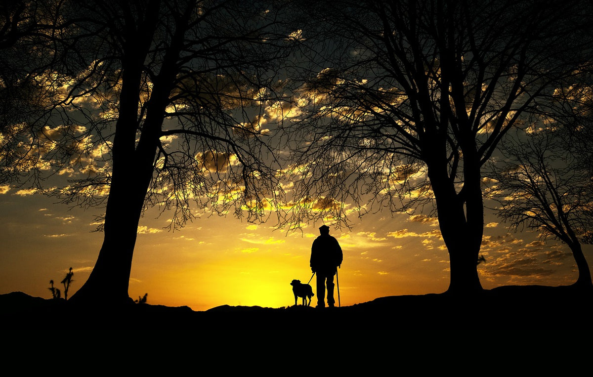 Pasear al perro de noche por un camino al anochecer