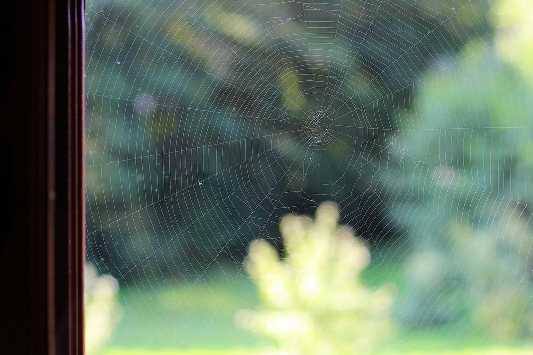 Tela de araña en la ventana, típica de las arañas en casa en otoño