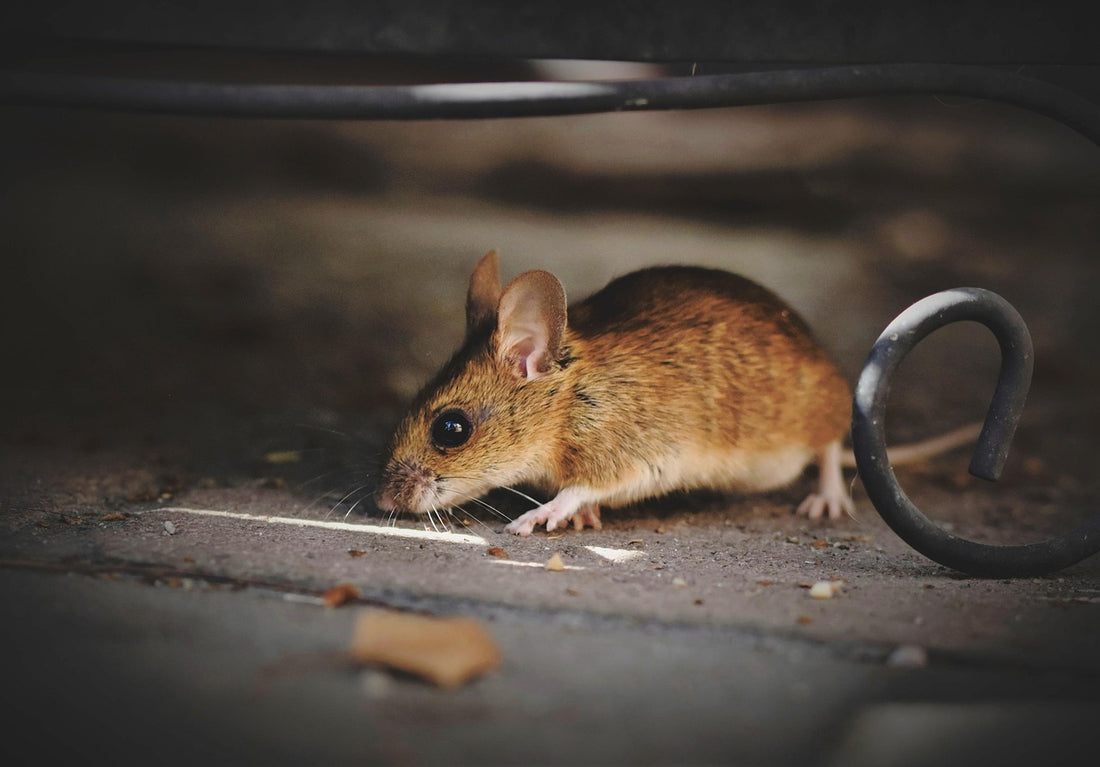 Ratón de campo buscando comida en el suelo: cómo eliminar los ratones de casa