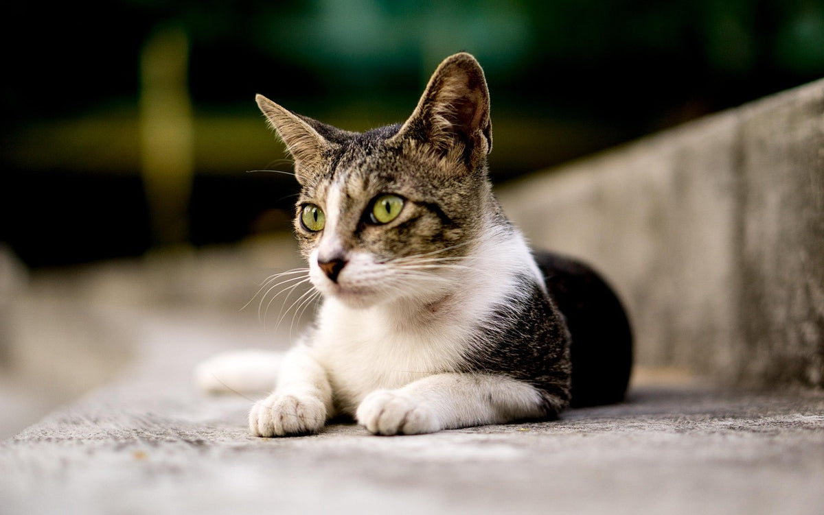 Gatito jugando y mordiendo, ejemplo de por qu&eacute; mi gato me muerde