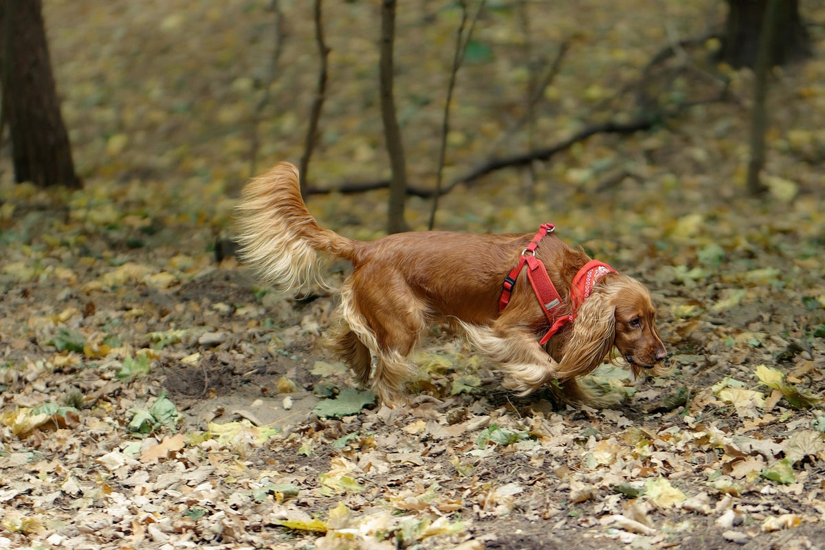 Enriquecimiento ambiental para perros con alfombra olfativa