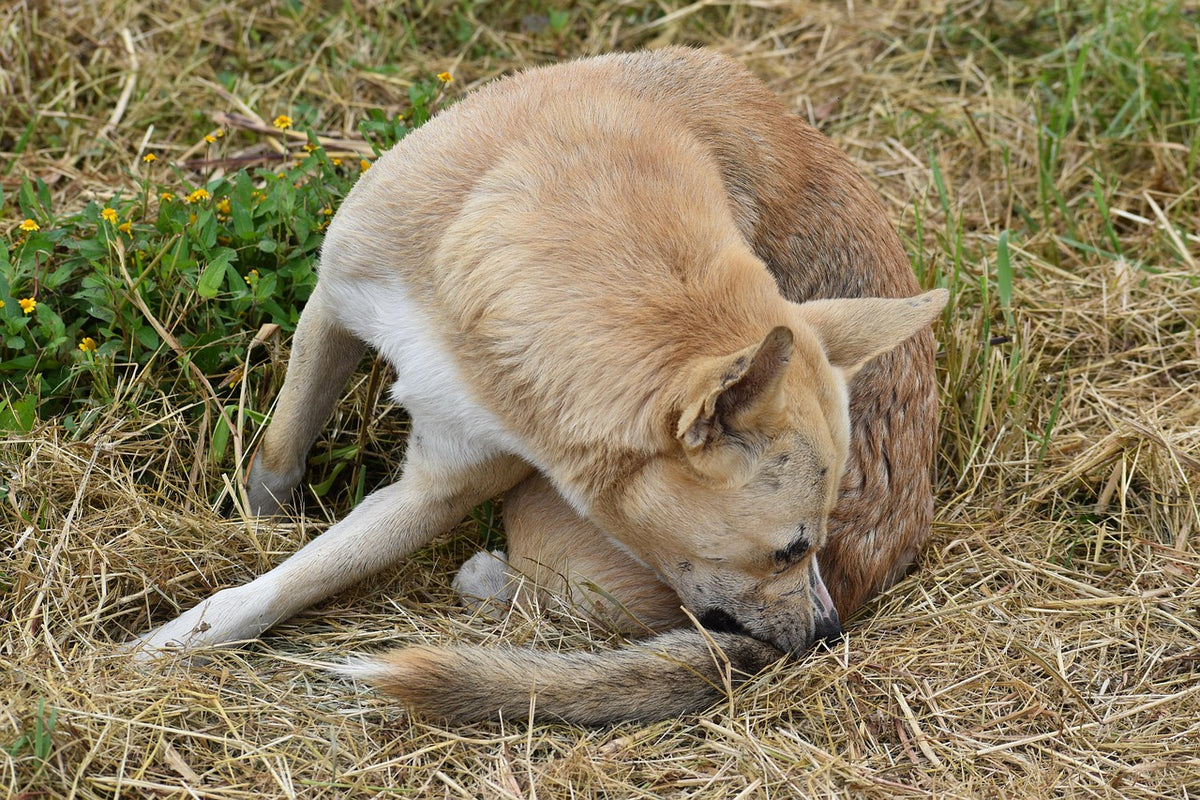 Perro rasc&aacute;ndose: c&oacute;mo eliminar las pulgas de un perro