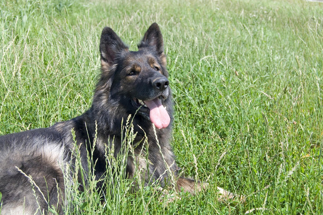 Perro jadeando con la lengua fuera por el calor, riesgo de golpe de calor en perros