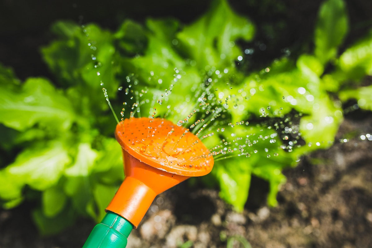 Cómo regar las plantas en vacaciones con una regadera