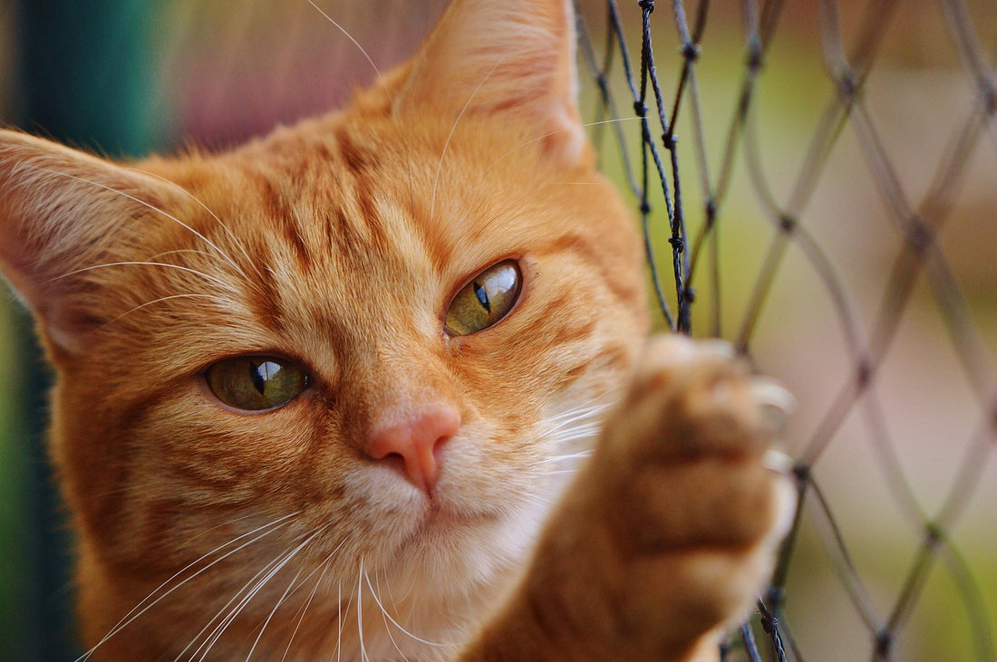 Regalos para amantes de los gatos: gato acurrucado y a gusto en casa