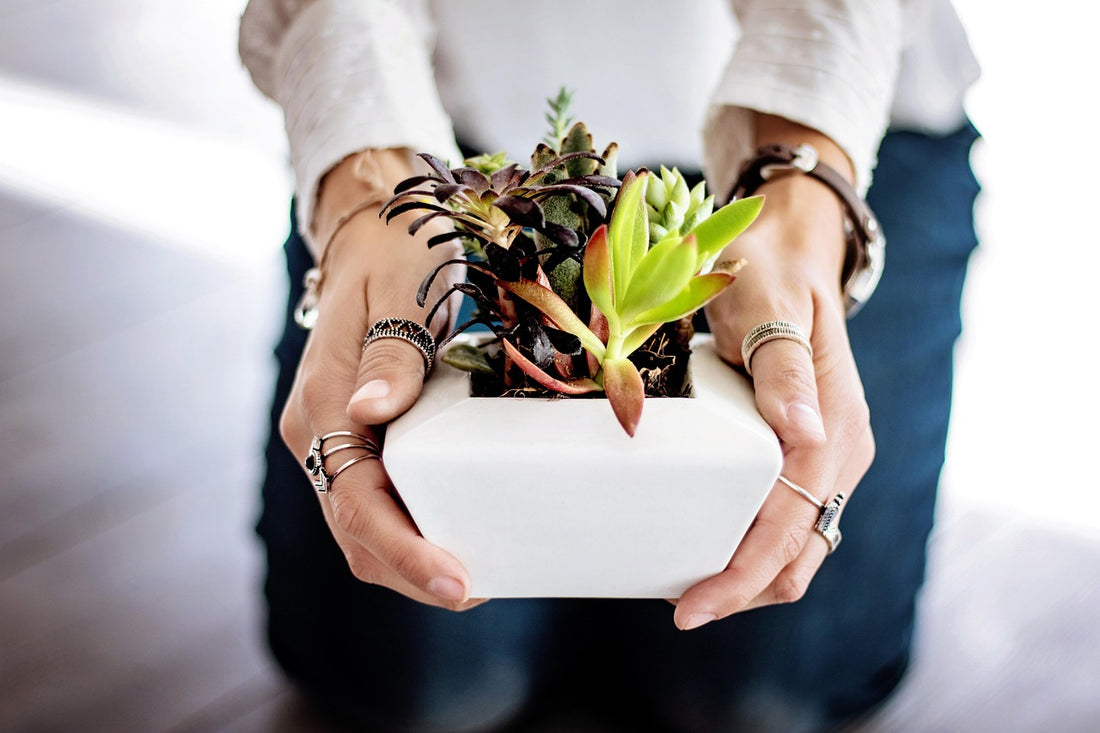 Manos ofreciendo una planta como regalo para estrenar casa