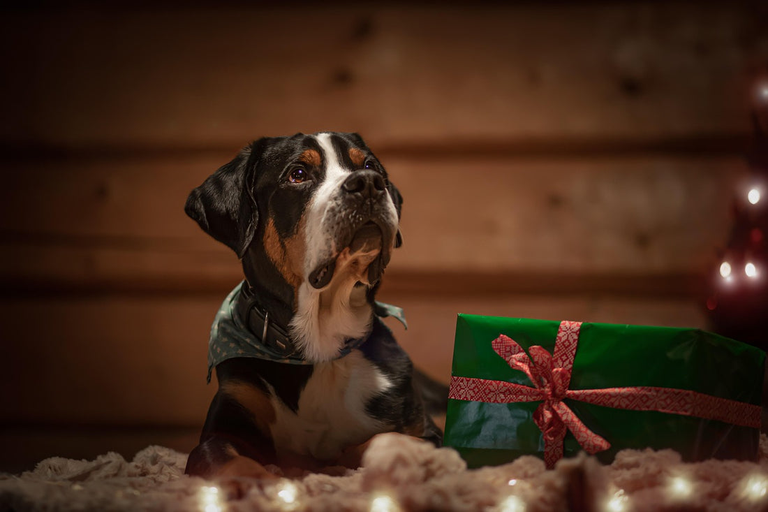 Perro junto a un paquete envuelto: regalos para dueños de perros