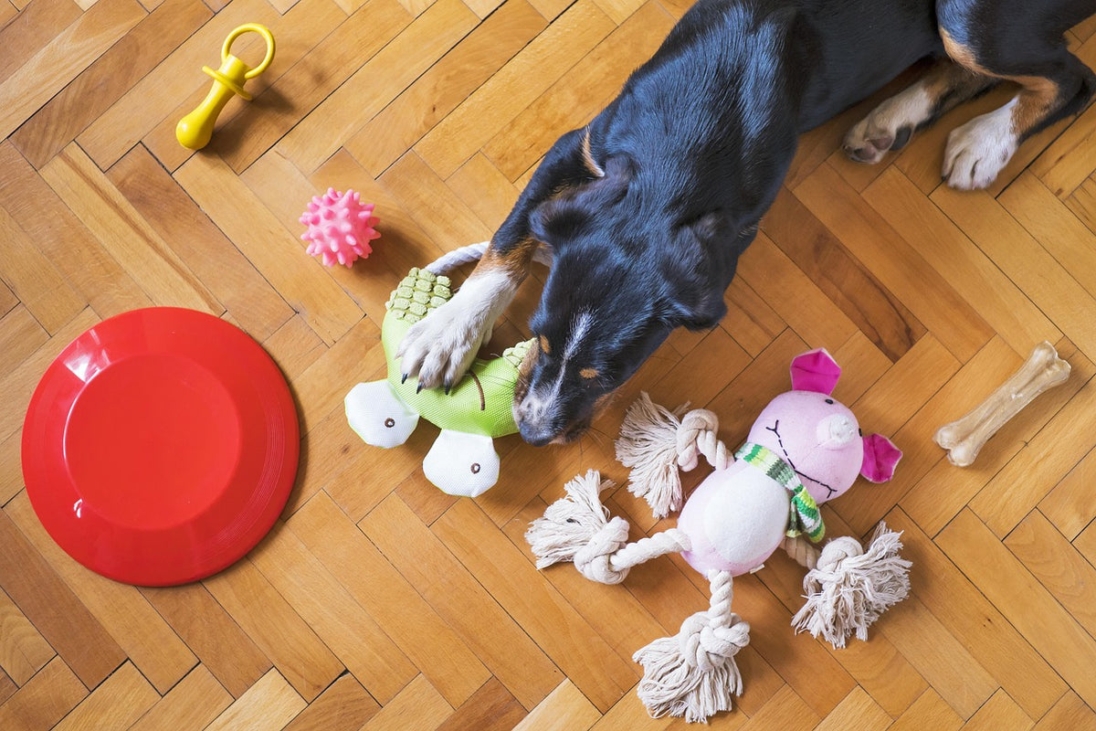 C&oacute;mo entretener a un perro en casa con juguetes
