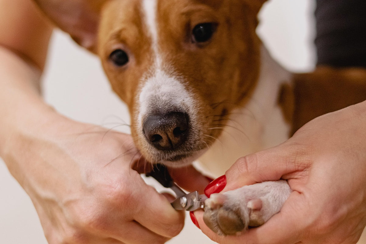 Cómo cortar las uñas a un perro con cortauñas en casa