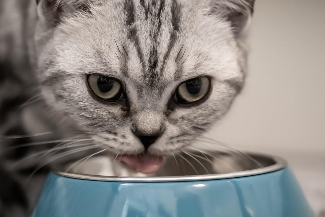 Gato que vomita después de comer: gato comiendo deprisa de su cuenco