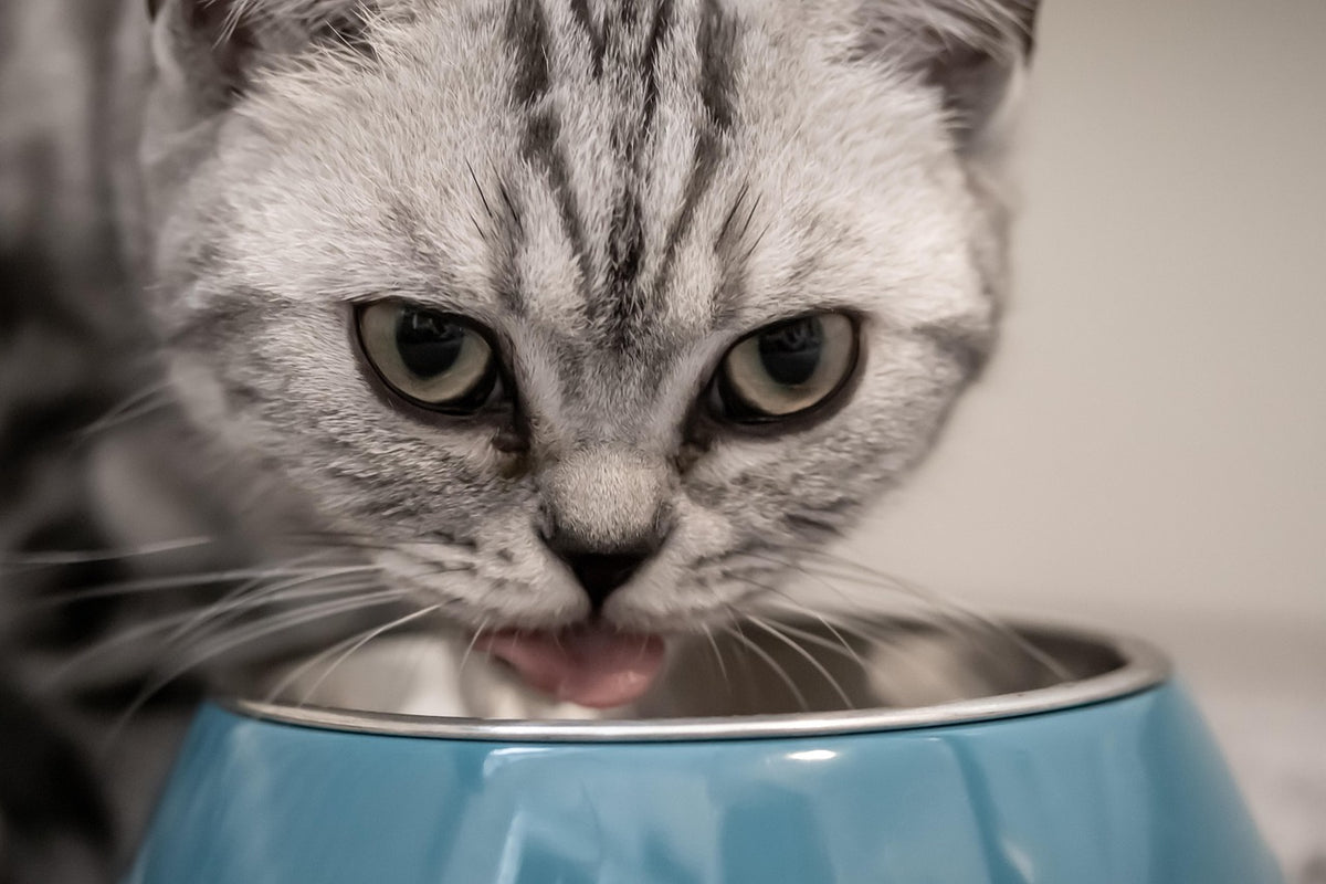 Gato que vomita después de comer: gato comiendo deprisa de su cuenco