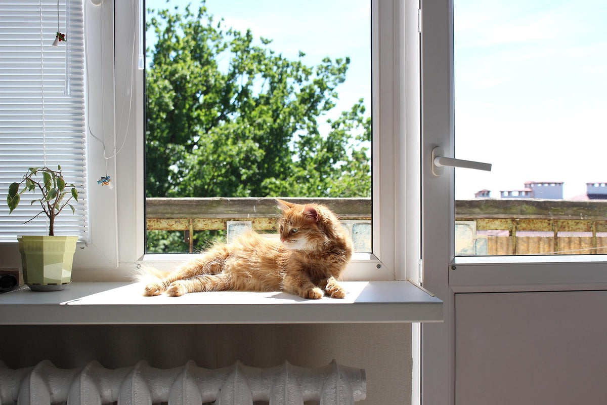 Gato con calor descansando junto a la ventana en verano