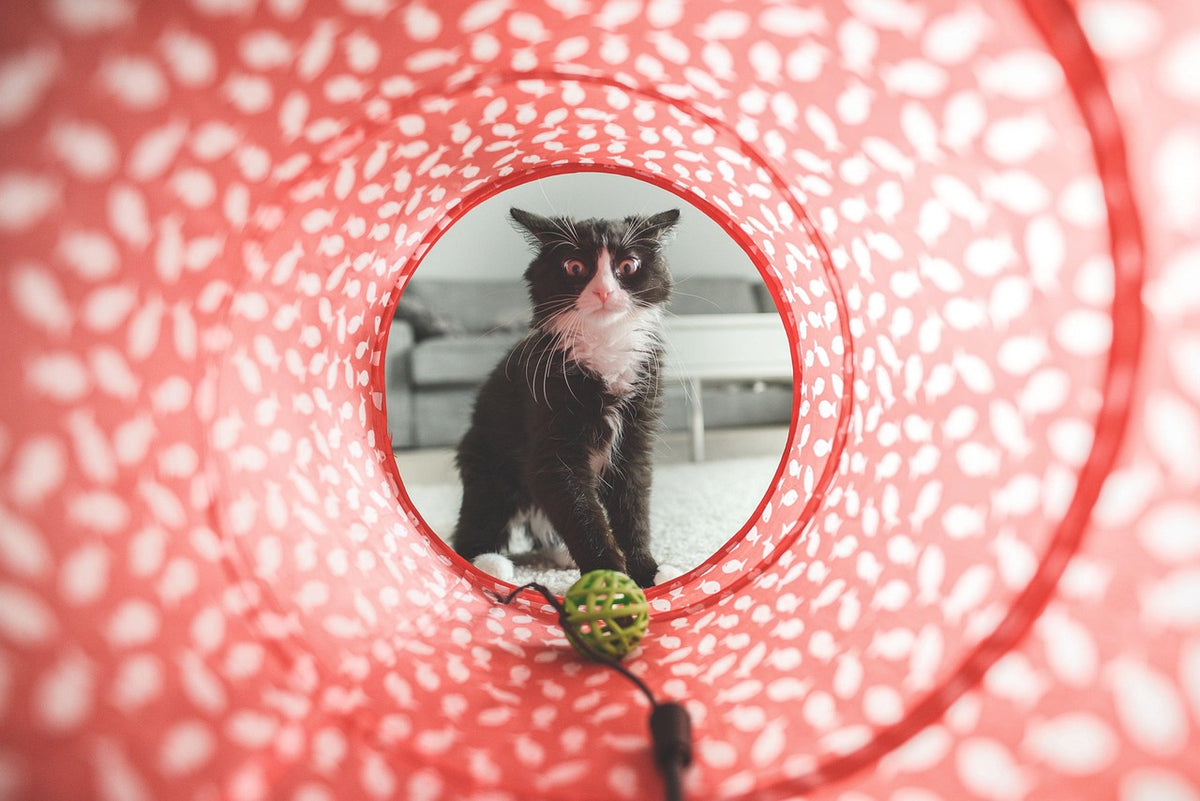 Gato jugando en un túnel: ideas para entretener a un gato en casa