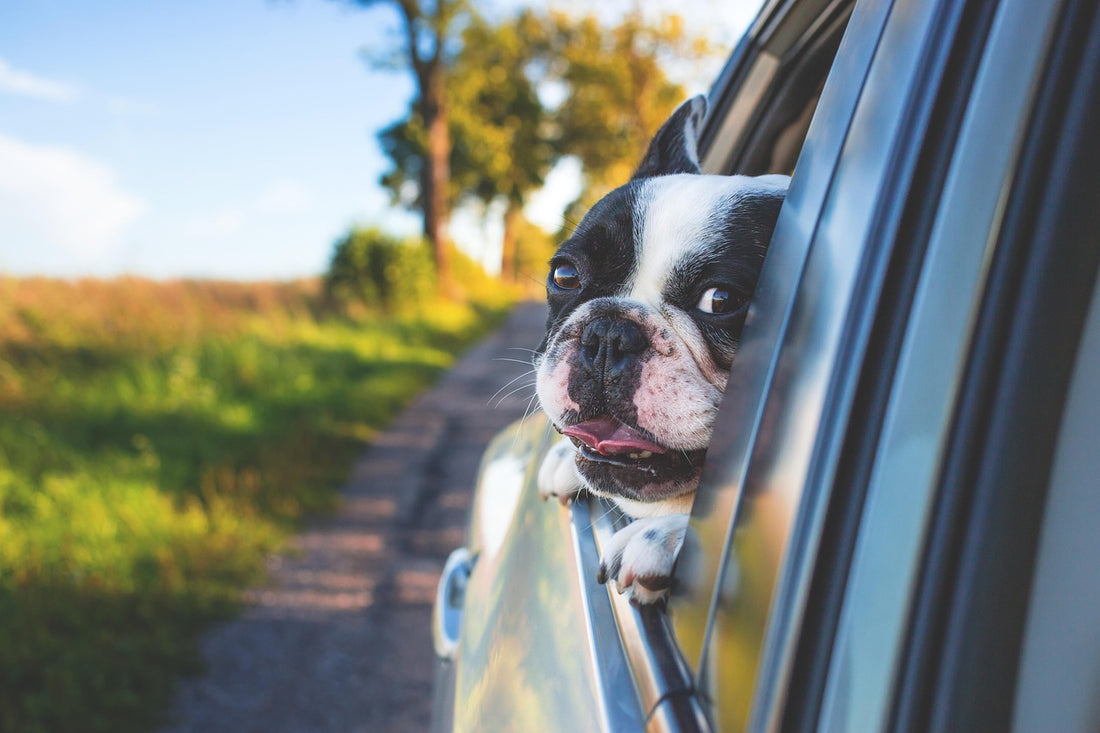 Viajar en coche con perro asomado a la ventanilla en un viaje de verano