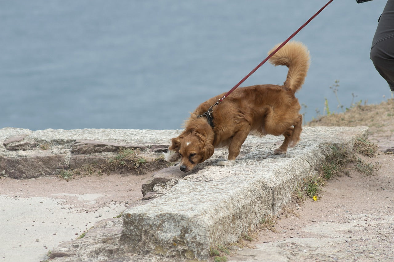 Pasear al perro en verano por una zona de sombra