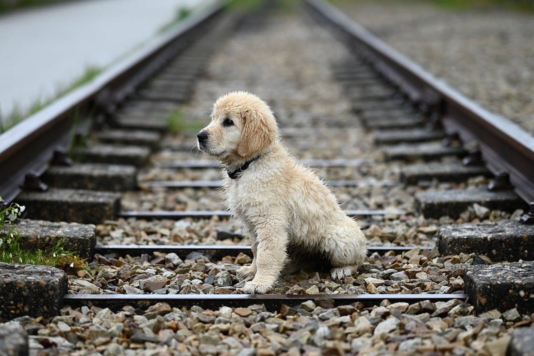 Cómo quitar los pelos de perro que suelta un golden retriever