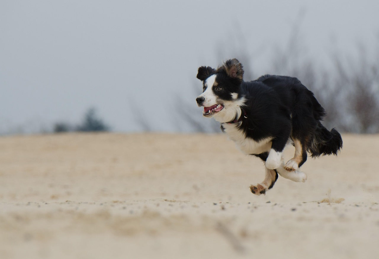 Perro corriendo feliz en la orilla al llevar perro a la playa en verano