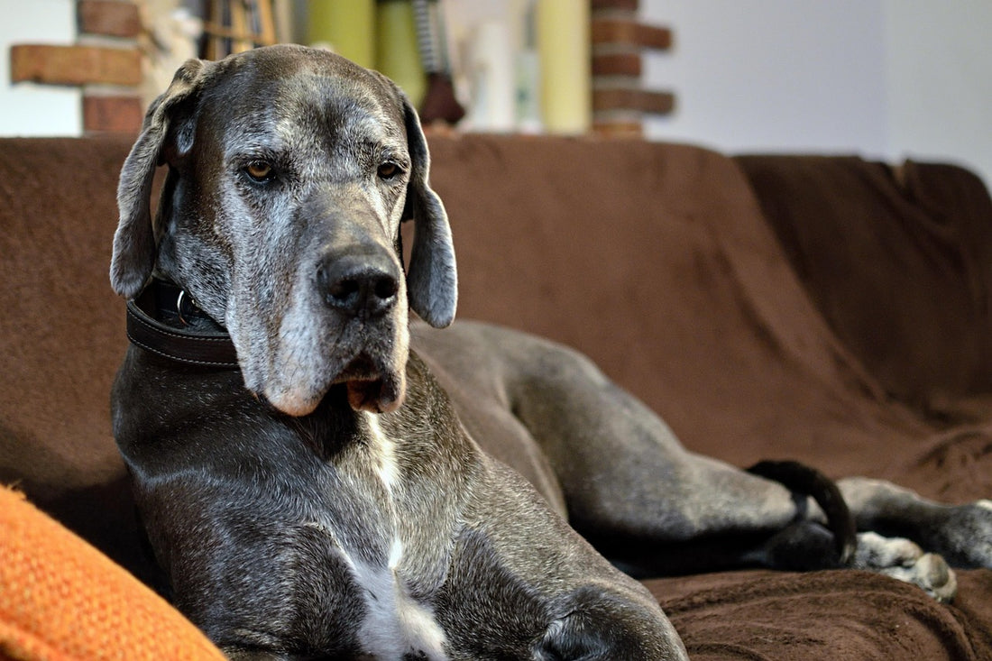 Perro tumbado en el sofá del salón: cómo eliminar las pulgas de casa