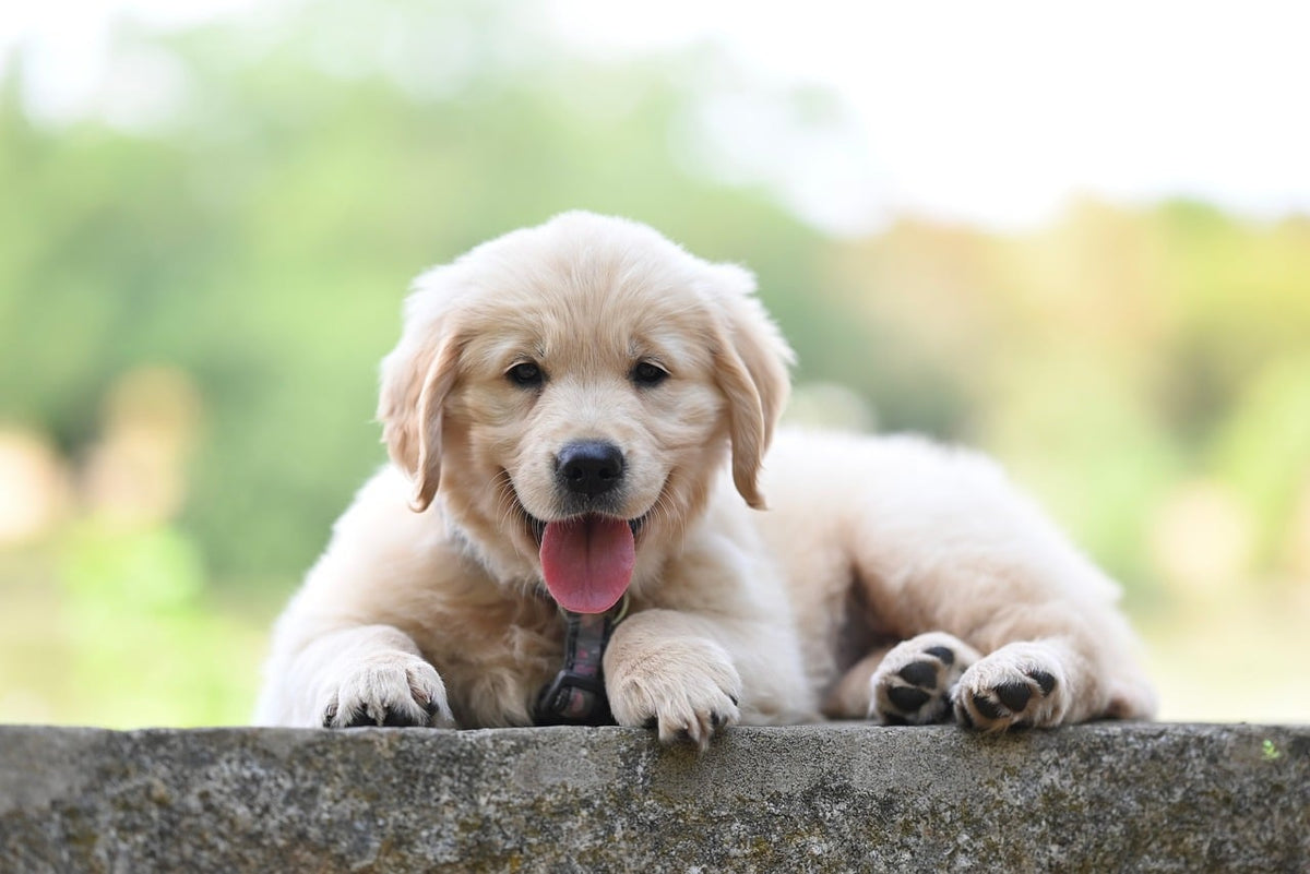 Cómo tener la casa limpia con perros: perro tranquilo en un salón ordenado