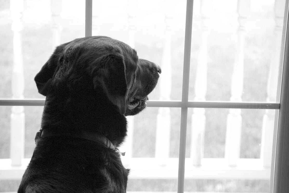 Perro esperando en la ventana, señal de ansiedad por separación en perros