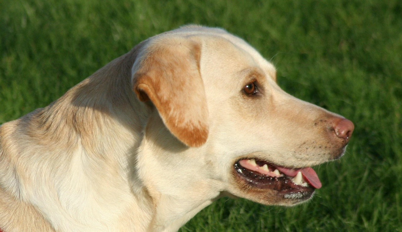 Perro jadeando por el calor, riesgo de golpe de calor en perros en verano
