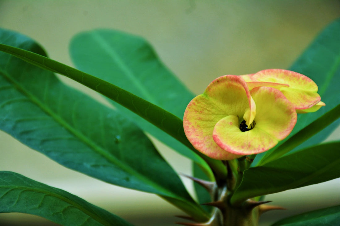 Plantas de interior en un salón, regalos para amantes de las plantas