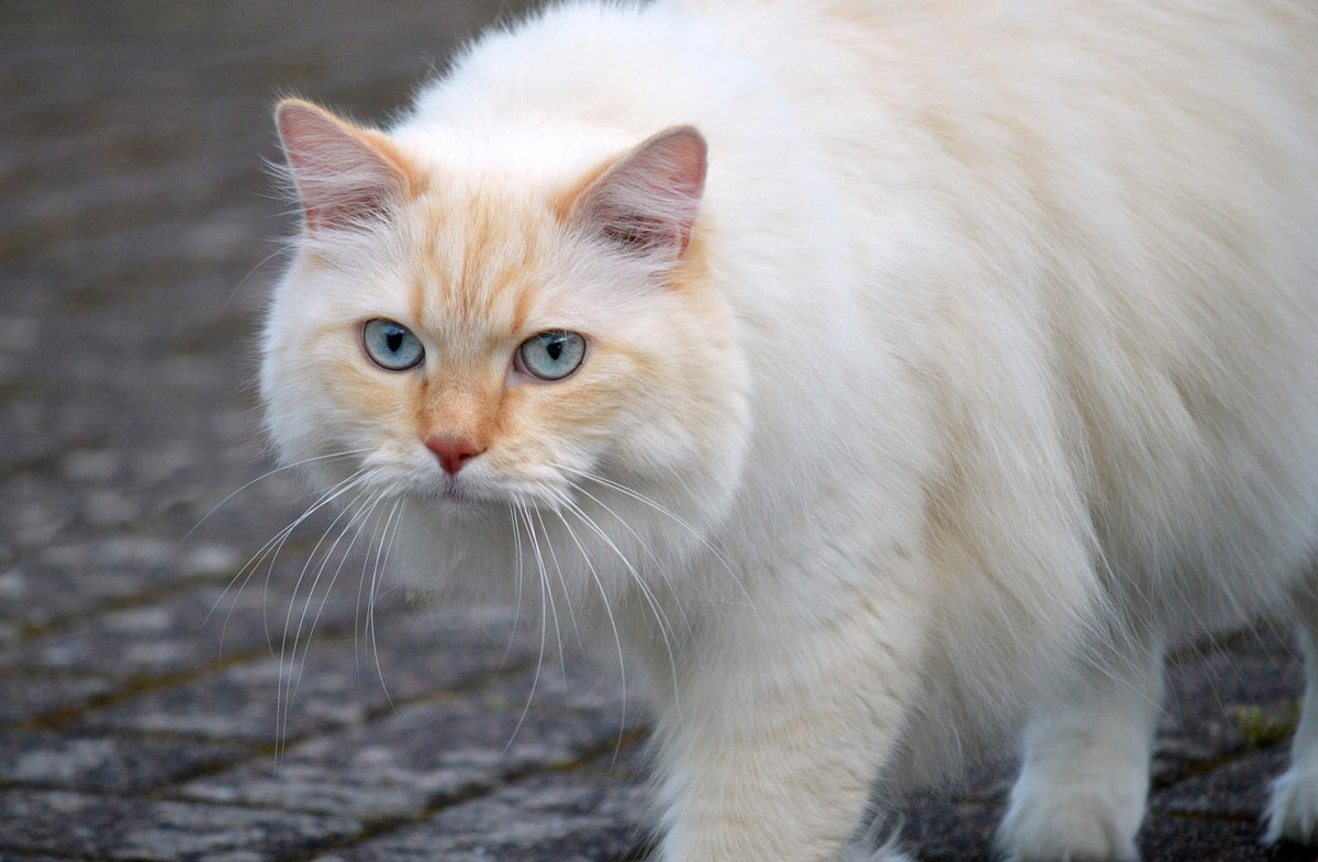 Gato relajado con los ojos entornados que ronronea, por qué mi gato ronronea