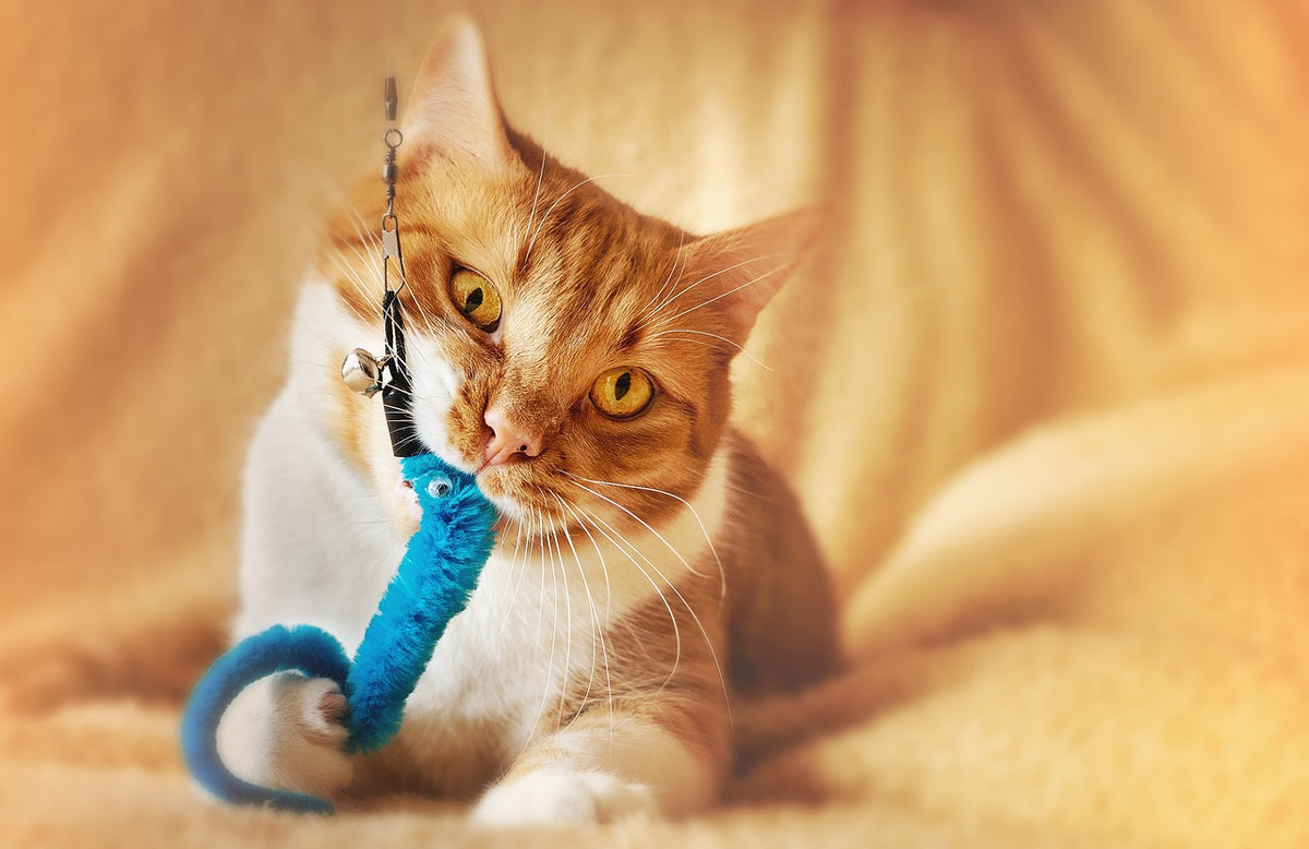 Juguetes para gatos: gato jugando en casa