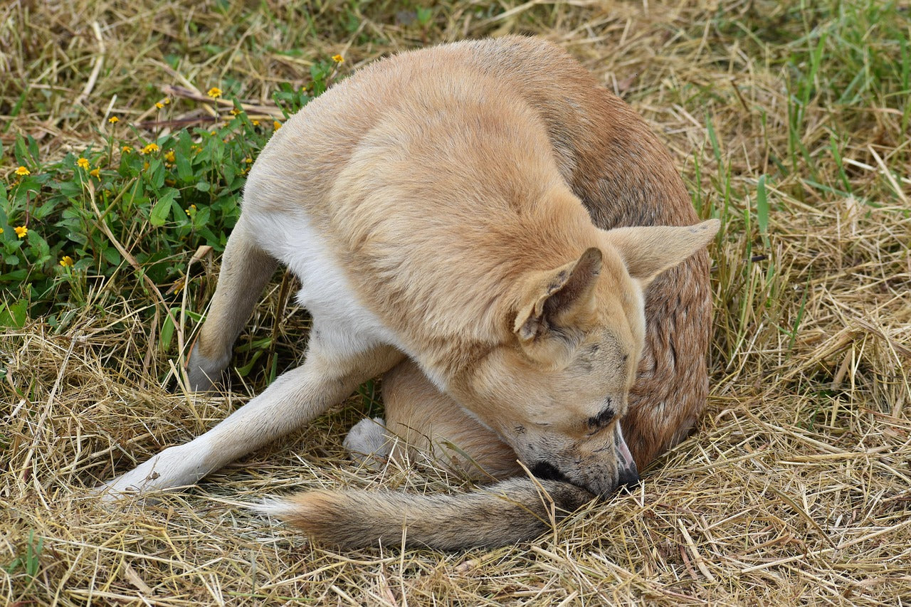 Perro rascándose al aire libre porque tiene pulgas