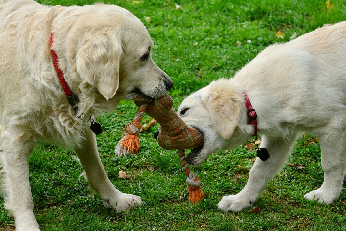 Perro jugando con un juguete en el jardín