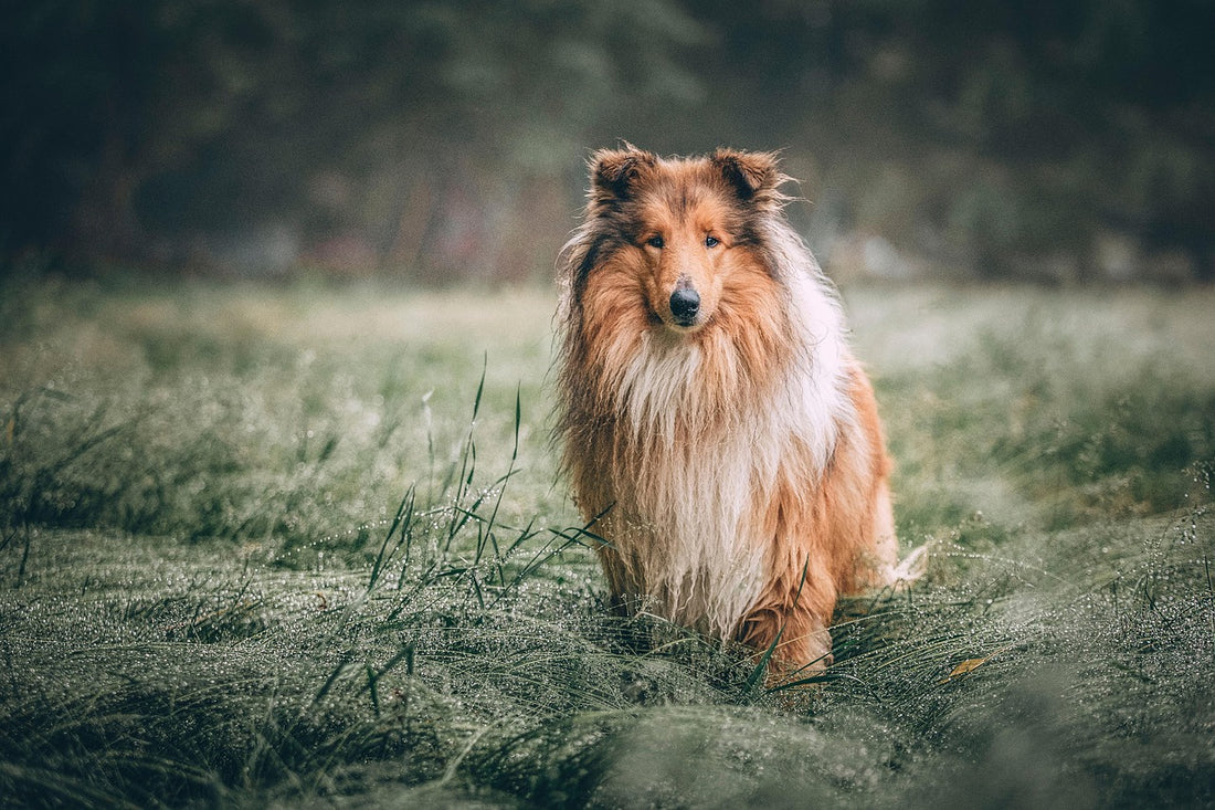 Perro en una pradera de hierba alta, cómo quitar las garrapatas a un perro
