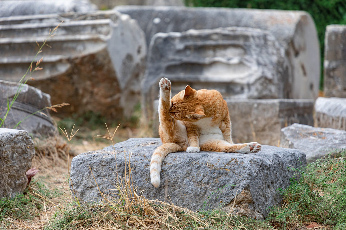 Gato acicalándose con la lengua, el origen de las bolas de pelo en gatos