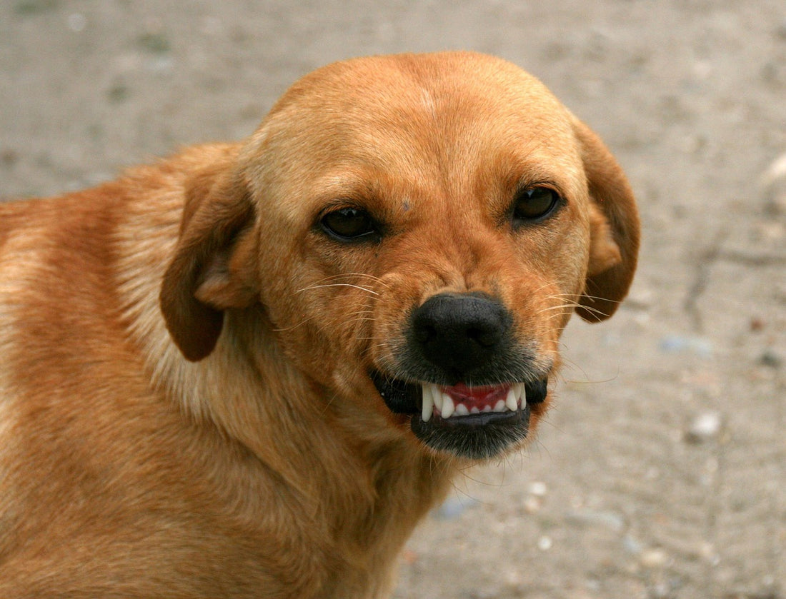C&oacute;mo limpiar los dientes a un perro para mantener su boca sana